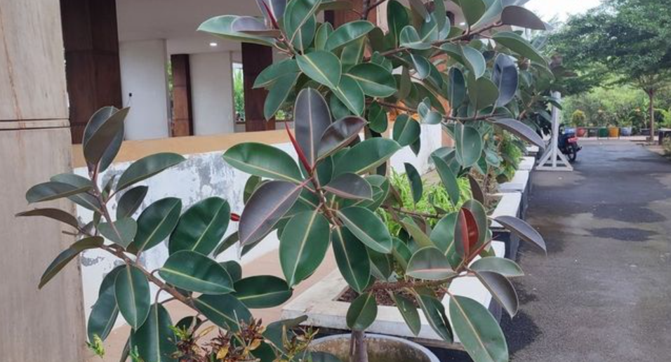 tanaman hias pembawa rezeki