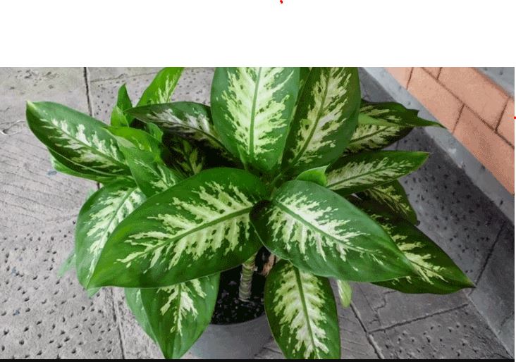 tanaman hias pembawa keberuntungan