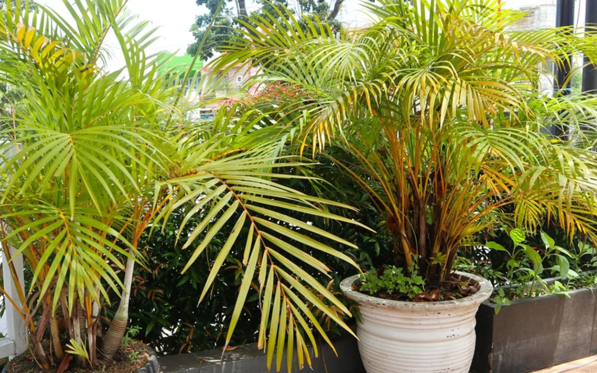 tanaman hias pembawa rezeki