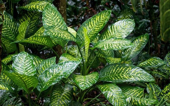 tanaman hias pembawa rezeki